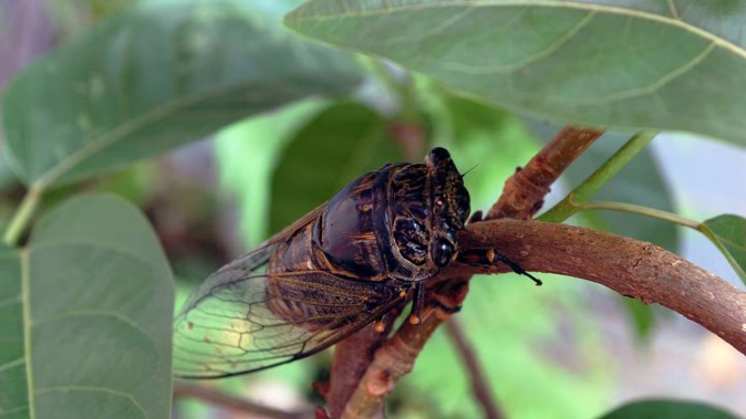 Where have all the cicadas gone? That’s the question for some. Photo / 123RF