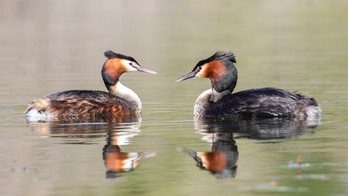 A pair of pūteketeke (Australasian crested grebes) swim in a lake at Groynes Park in Christchurch. Photo / Getty Images