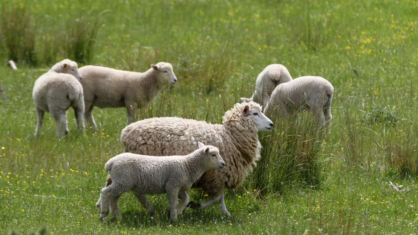 Farmers are likely to retain more lambs to rebuild flocks after hard seasons. Photo / Duncan Brown
