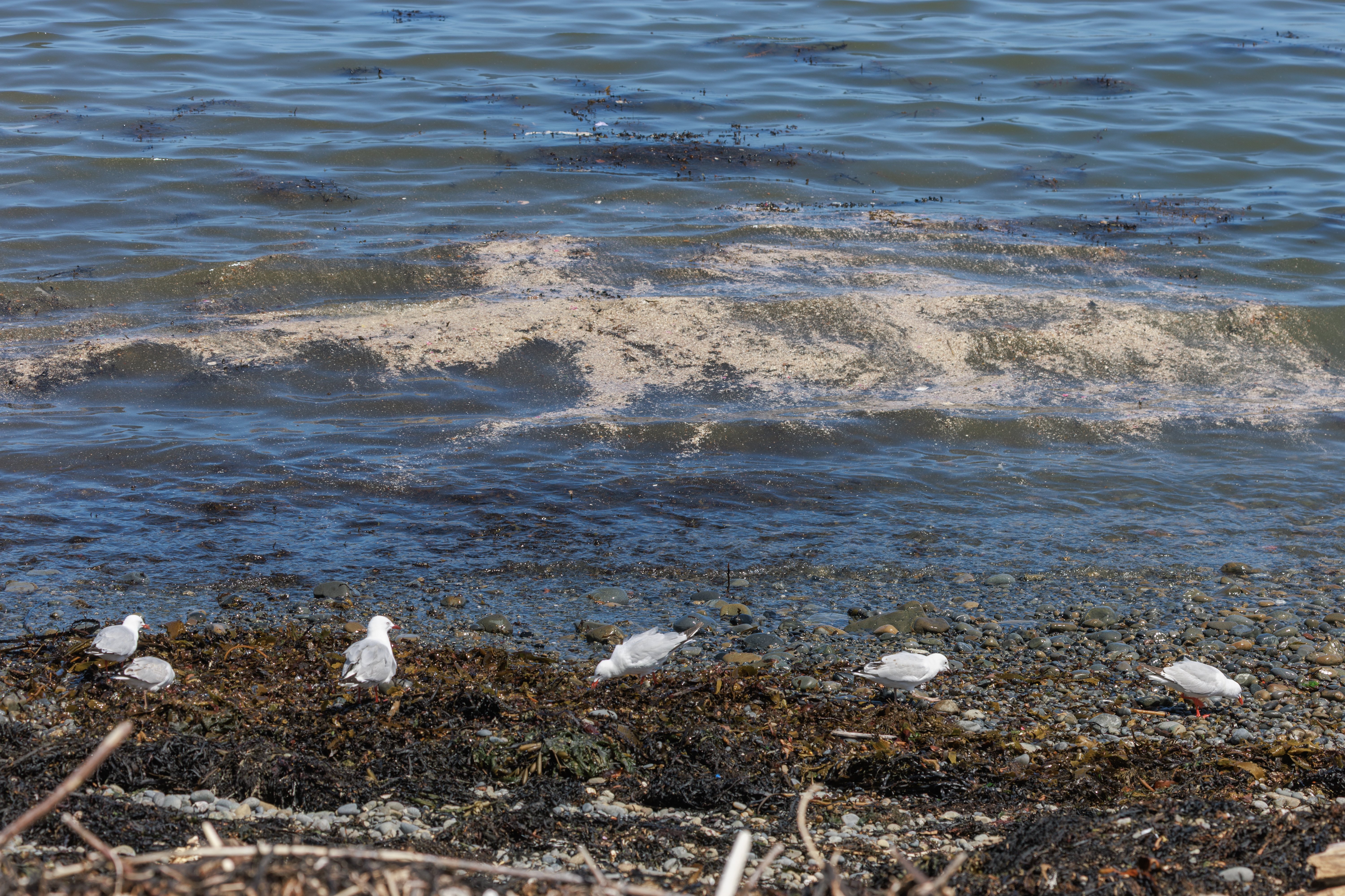 Wellington sewage flood: Wellington Water head speculates as investigation underway