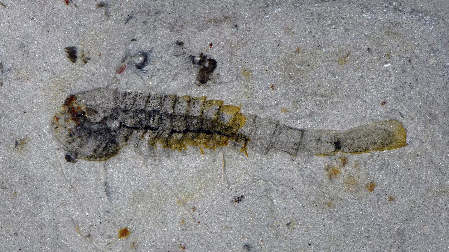   Extraordinary  trove of ancient species found in China quarry