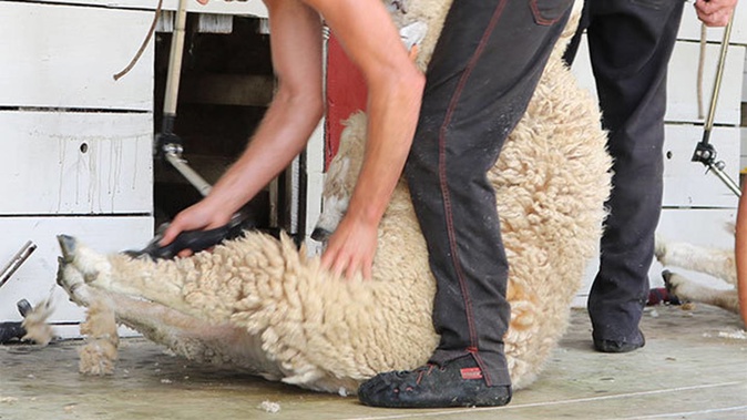 Twenty-nine countries are taking part in this year's Golden Shears World Shearing and Woolhandling Championships. Photo / File