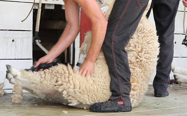 Kiwis to defend proud record at world shearing champs