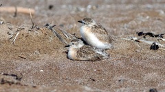 The Sandy Bay dotterel chicks are thriving on the beach and just weeks away from flying off. Photo / Malcolm Pullman