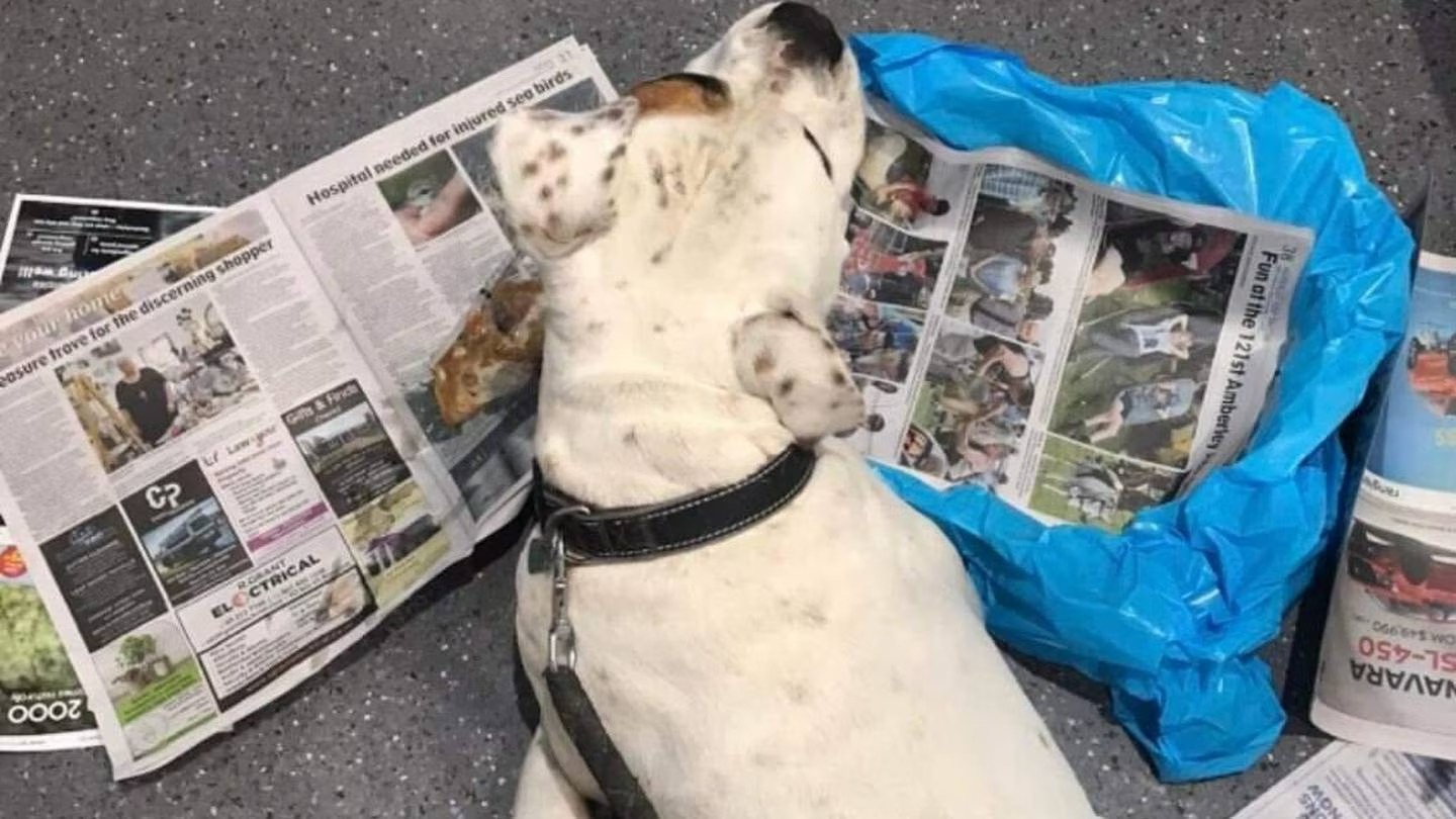 While Marshall’s vet got the substances out of him through induced vomiting, there are concerns for his long-term health. Photo / Supplied