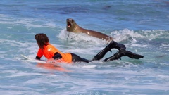 A Playful Sea Lion Got Up Close And Personal With A Handful Of Competitors During 2024 National Surfing Champs At St Clair Beach In Dunedin Photo / photomarkstevenson.com