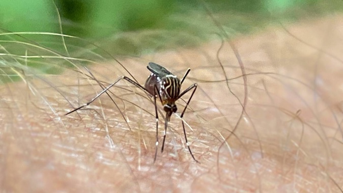 Pesky mosquito numbers are on the rise in the Bay, but they will die off as the colder weather arrives. Photo / Warren Buckland