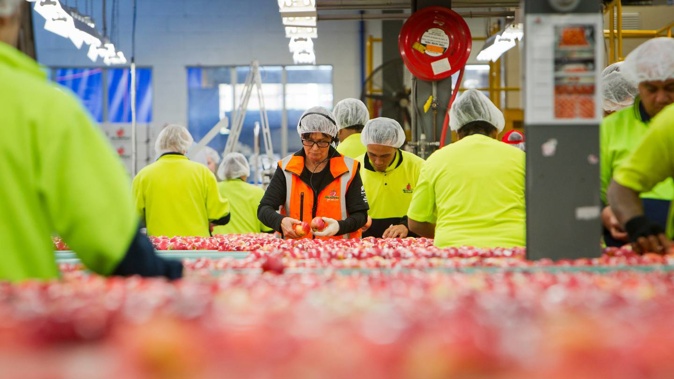 Apple exporter Scales is still evaluating the impact of Cyclone Gabrielle. Photo / Supplied