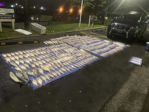 A group have been caught by the Fisheries office with 317 snapper which is 45 times over the daily limit. Photo / Supplied
