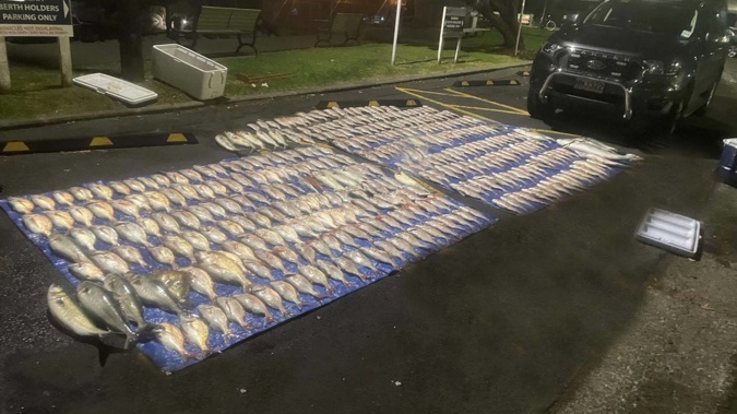 A group have been caught by the Fisheries office with 317 snapper which is 45 times over the daily limit. Photo / Supplied