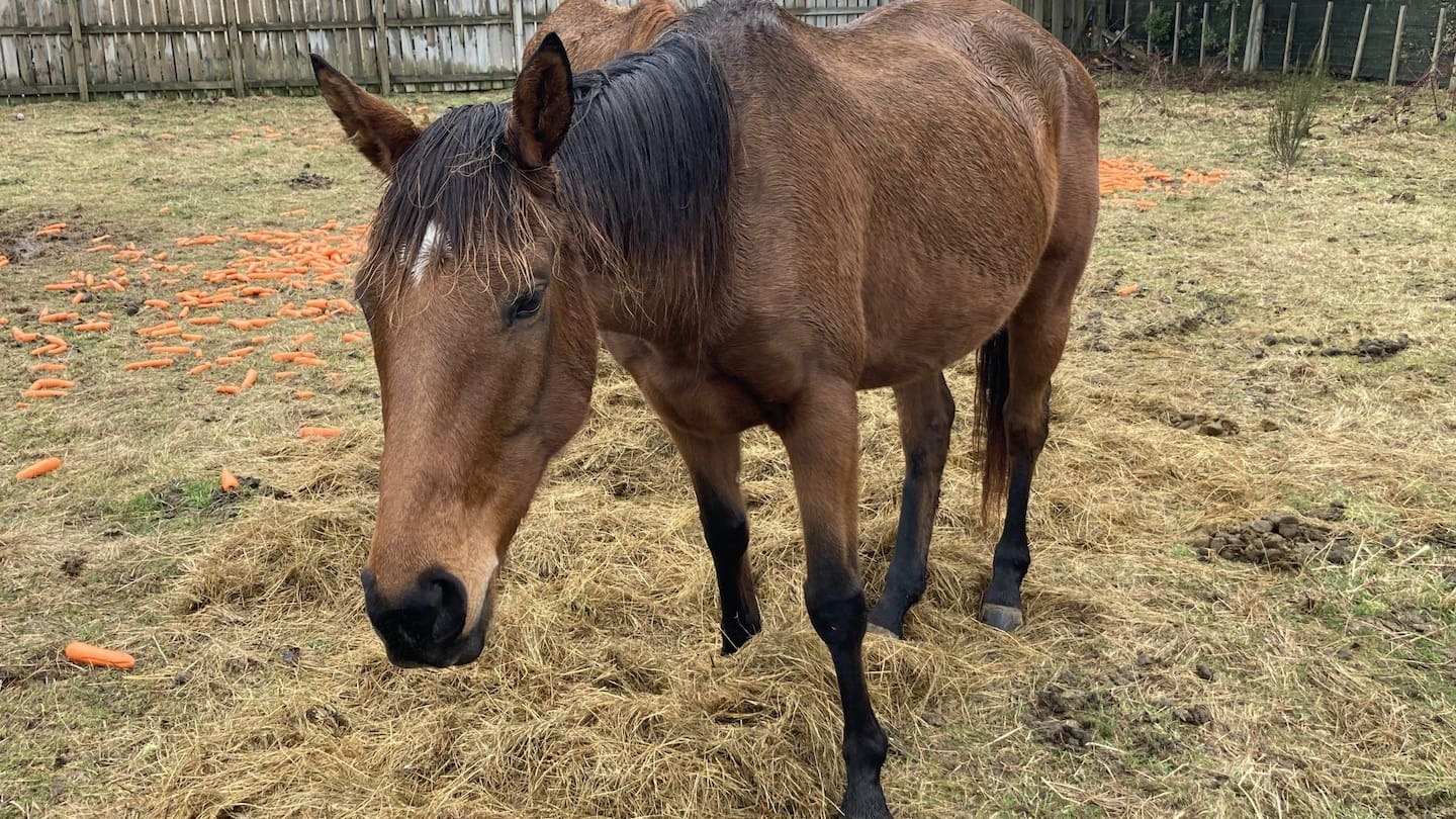 'Heartless suffering': Man jailed after racehorse starves to death