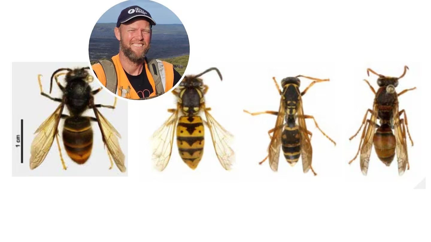 Biosecurity worker Brad Windust (pictured) is calling for regional buffer zones and education programmes to help stop Asian hornets from spreading. Species from left: Asian yellow-legged hornet, German wasp, Asian paper wasp, and Australian paper wasp.