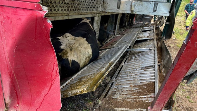 The bulls were safely extracted from a metal box after the trailer rolled on State Highway 50, near Tikokino. Photo / Mike Harrison