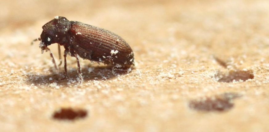 (Photo / Supplied, Ruud Kleinpaste)