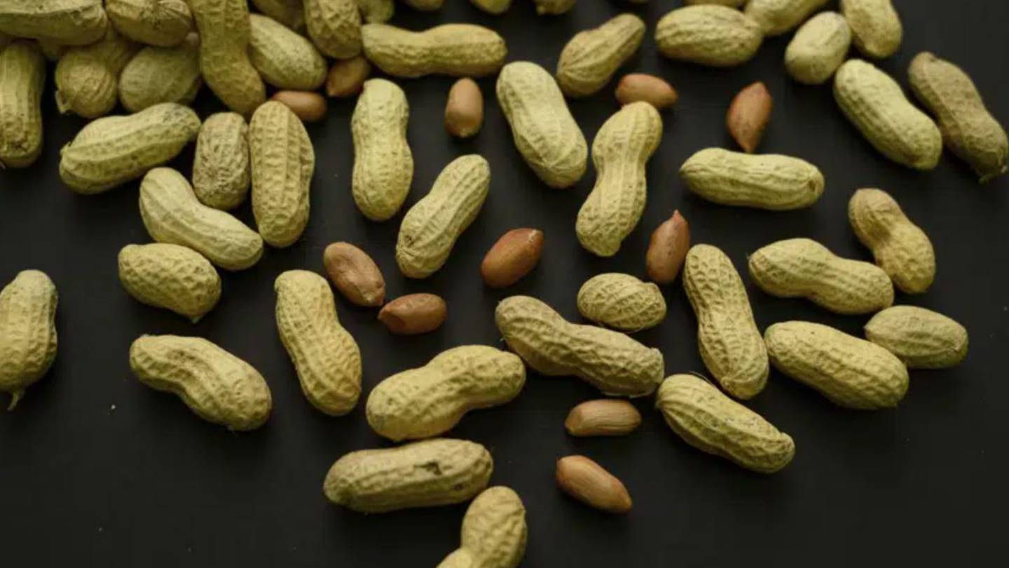 About 2 per cent of US children are allergic to peanuts, some so severely that even a tiny amount can cause a life-threatening reaction. Photo / AP