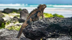 The Galapagos natural appeal is under threat from growing tourism numbers says Ecuador. Photo / 123RF
