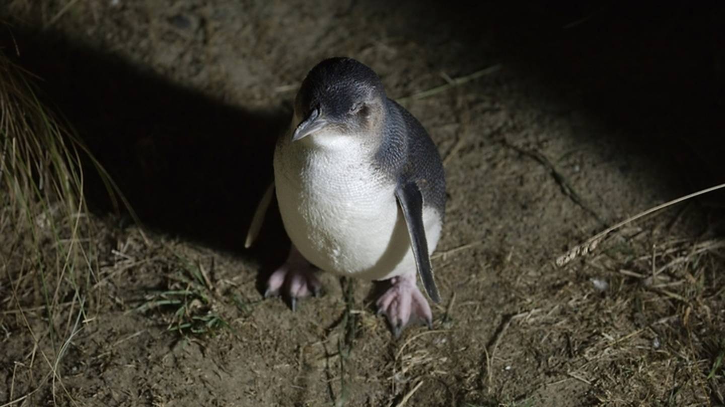 There is concern the developers are removing large boulders from an area where the penguins nest. (Photo / 123RF)