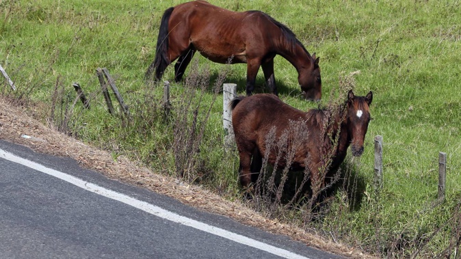 ACC data shows the number of vehicle-related injuries caused by wandering stock on Northland roads has cost taxpayers nearly $2 million over the last five-and-a-half years.