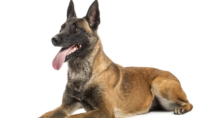 A Belgian Shepherd dog, like the one in this photo, will be destroyed for helping to kill a cat and goat, if it can be found. (Photo / 123RF)