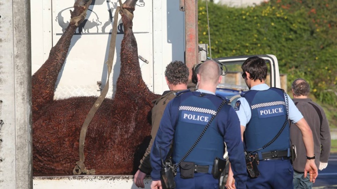 Police occasionally have to use force against animals if they pose a risk to human life. Photo / Bevan Conley