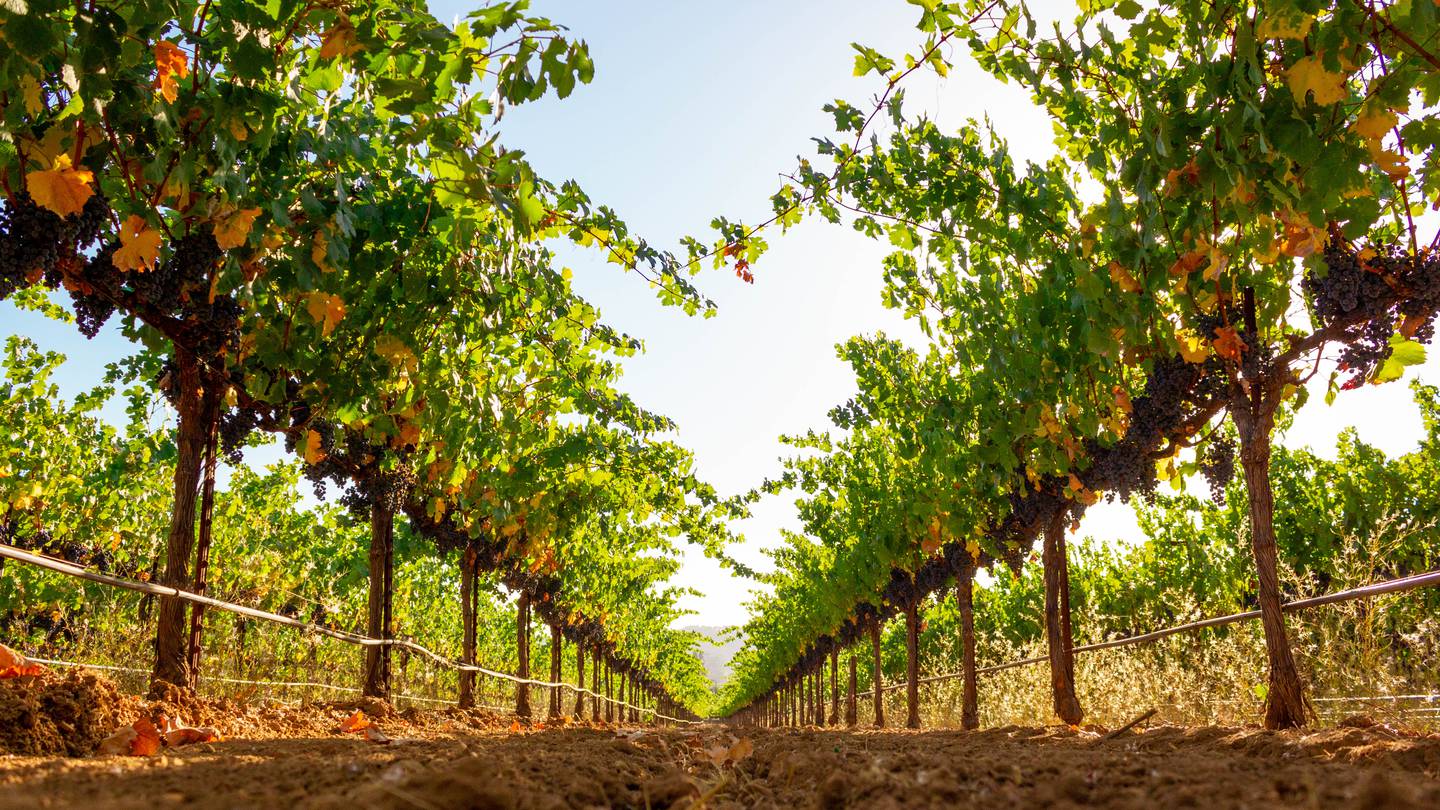 California’s Sonoma County, the world’s most eco-conscious wine region. Photo / Sonoma County Tourism