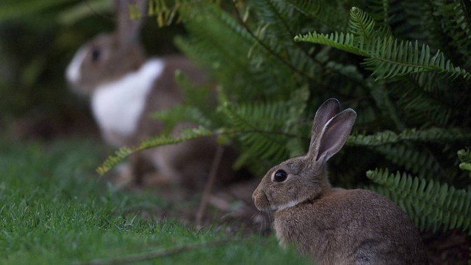 Rabbits at Western Spring Park. File photo / Richard Robinson