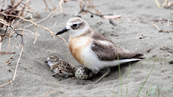 There are only 144 New Zealand southern dotterel left. (Photo / Michele MacKenzie)