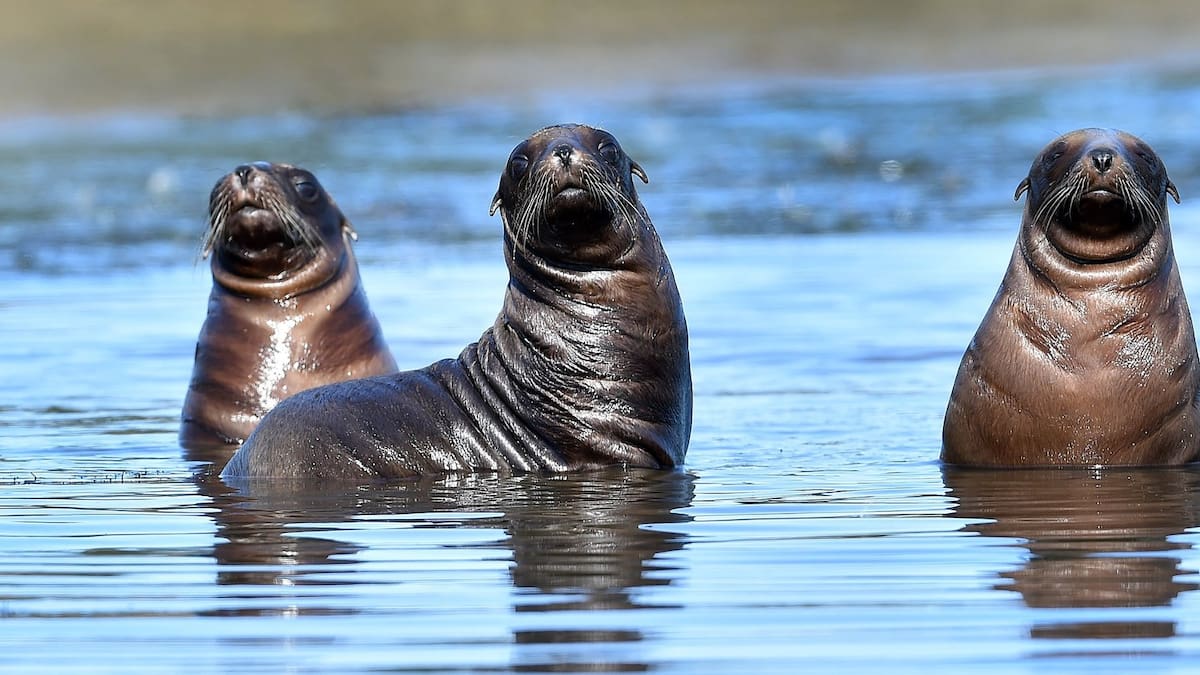 'The most it's ever been': Dunedin drivers warned as sea lions keep blocking roads 
