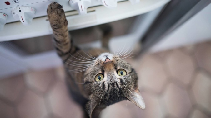 Touch-sensitive stoves and cats can be a dangerous combo. Photo / Getty Images