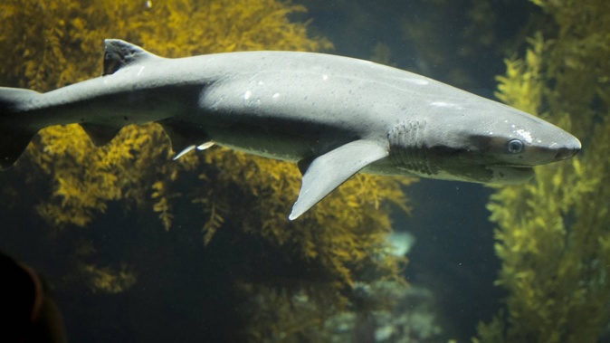 Sevengill sharks are “very curious animals” and fast movements and splashing could trigger them to investigate.