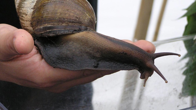 The giant African land snail is native to East Africa but has been introduced to other parts of the world through the pet trade, for food and by accident. Photo / Wikimedia Commons
