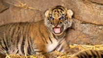 Four-week-old Auckland Zoo tiger cub euthanised after sustaining head injury 