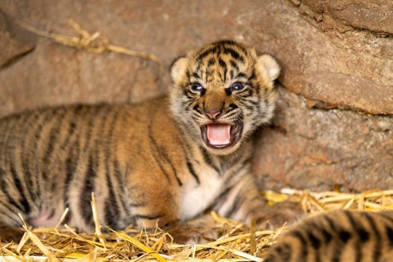 Auckland Zoo said their veterinary team had done absolutely everything that they could over the last 72 hours, but it was not to be. Photo / Auckland Zoo