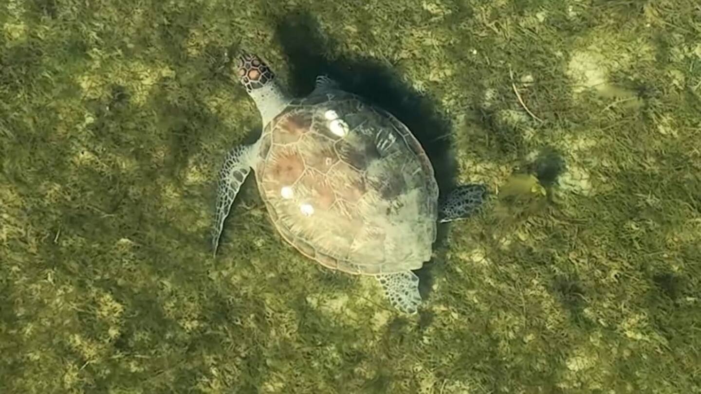 Drone image of a green turtle foraging in the Far North’s Rangaunu Harbour. Photo / MV Erdmann