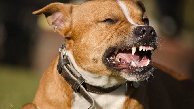 The increased cases of aggressive behaviour from dogs were unsurprising given limited opportunities to socialise and train dogs through lockdowns. Photo / 123rf