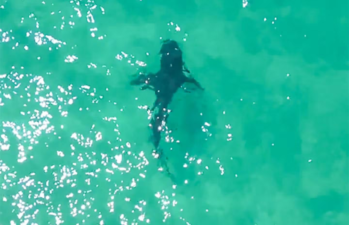 The shark was filmed from a drone at Ōtama Beach on the Coromandel Peninsula.