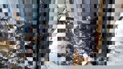 Damage inside the Whangārei Heads home after a lightning strike ignited a fire.