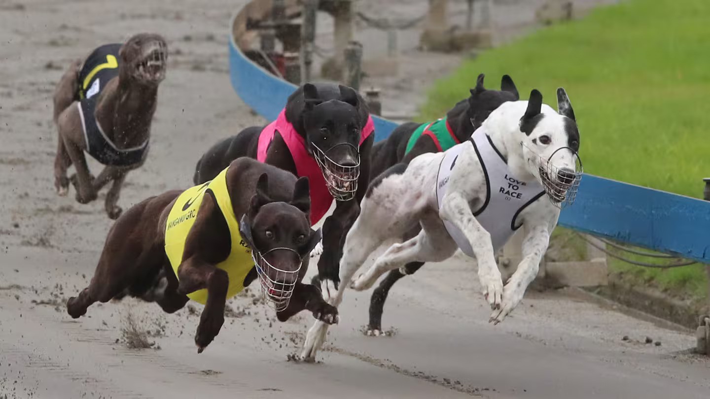 Greyhound racing to end in August after Parliament backs ban