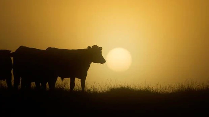 (Photo / Brett Phibbs)