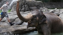 Australia Zoo suddenly scraps plans to take Auckland's elephant Burma