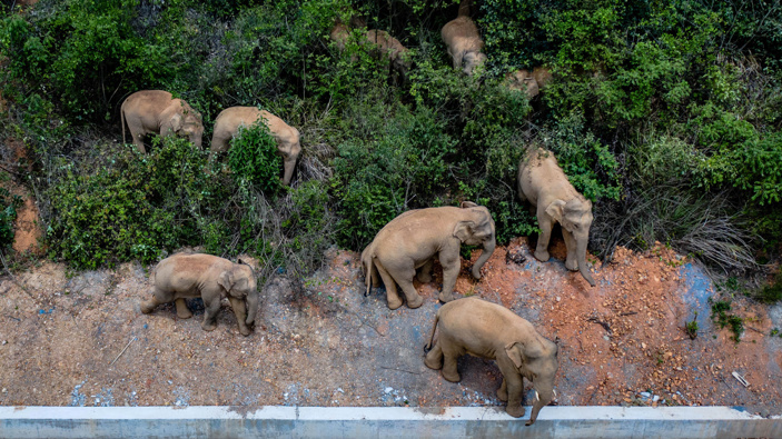 Monitoring images show that the herd includes six female adult elephants, three male adults, three sub-adults, and three cubs. (Photo / Getty)