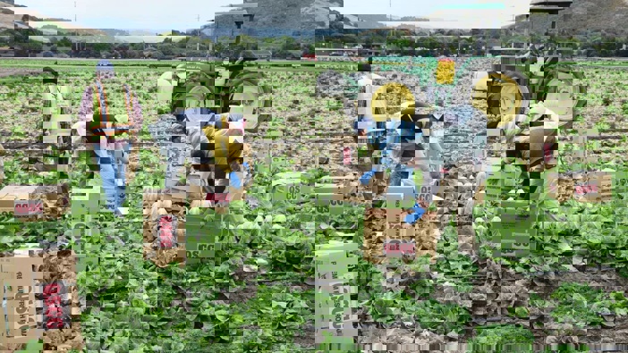 Photo / Getty Images.