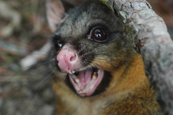 The possum's face had suffered severe trauma. Photo / NZME