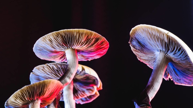 There were 129 charges related to psilocybin, the psychedelic compound in magic mushrooms, between 2016 and 2021. Photo / 123rf