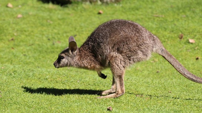 A dead wallaby was found in the Ruapehu district on June 11. Photo / Steve Pilkington