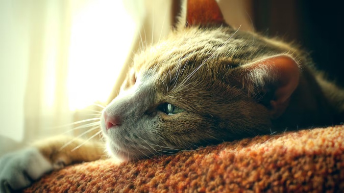 A Hong Kong citizen who served a sentence of home detention for injuring his cat, not pictured here, has failed to convince immigration authorities he should be allowed to stay in New Zealand. Photo / 123RF