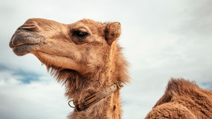 Oman camel beauty contest scandal as 20 camels banned for plastic surgery