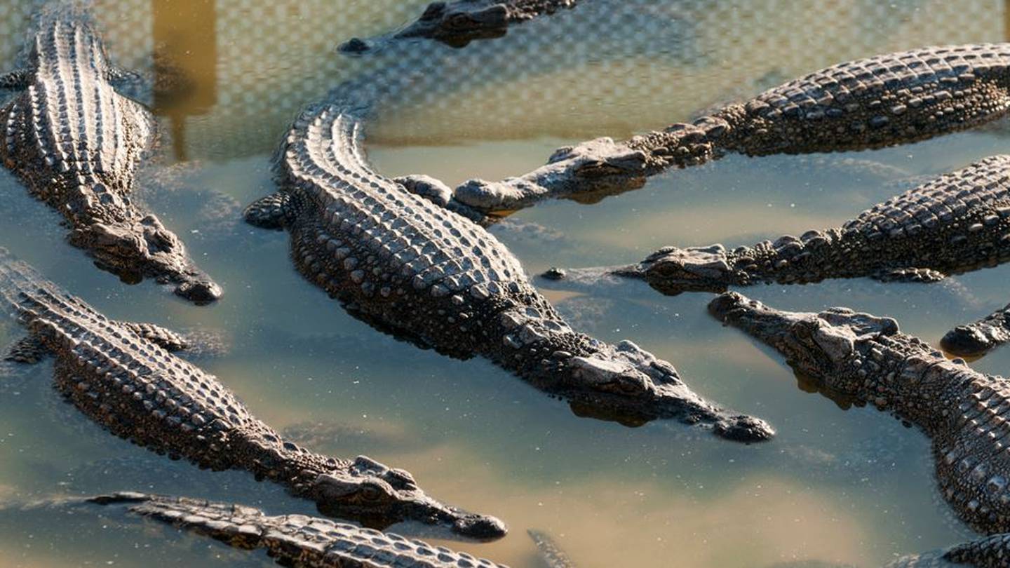 More than 70 crocodiles reportedly escaped in Maoming. Photo / Getty Images