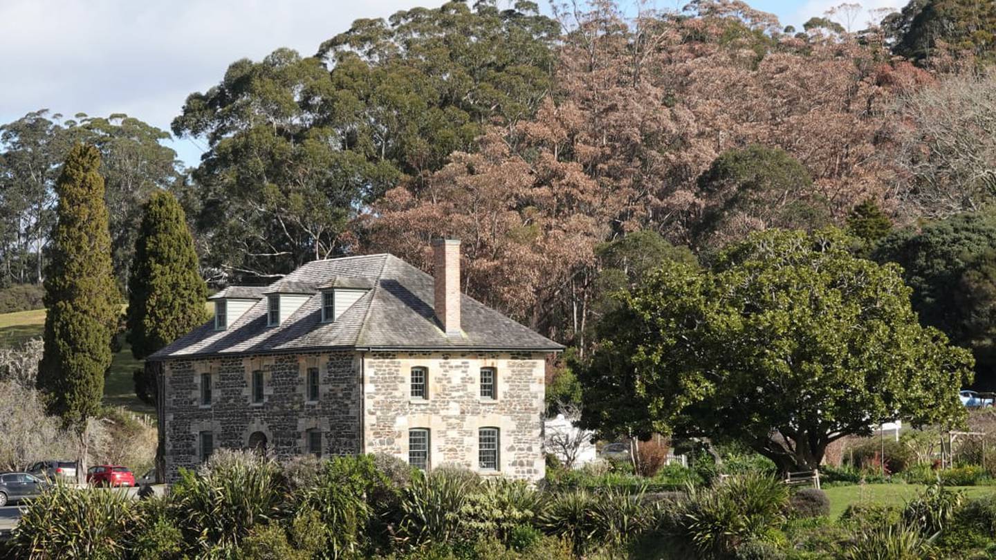 Dead eucalypts line the hillside behind Kerikeri's stone store. Photo / RNZ