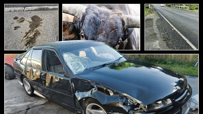 Troy Johnson, who collided with a wild cattle beast on Whangārei Heads Rd is concerned someone will be killed before the problem is resolved.